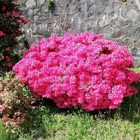 Bed & Breakfast Fattoria Del Pino *