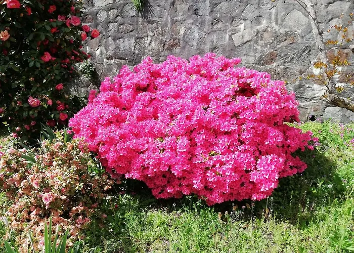 Bed & Breakfast Fattoria Del Pino 3*